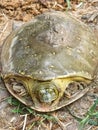 Indian Flapshell turtle walking in roadside,the indian flapshell freshwater turtle basking in the sun,ordinary turtle crawling Royalty Free Stock Photo