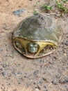 Indian Flapshell turtle walking in roadside,the indian flapshell freshwater turtle basking in the sun,ordinary turtle crawling