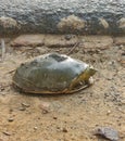Indian Flapshell turtle walking in roadside,the indian flapshell freshwater turtle basking in the sun,ordinary turtle crawling