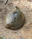 Indian Flapshell turtle walking in roadside,the indian flapshell freshwater turtle basking in the sun,ordinary turtle crawling