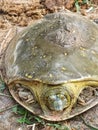 Indian Flapshell turtle walking in roadside,the indian flapshell freshwater turtle basking in the sun,ordinary turtle crawling Royalty Free Stock Photo