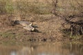 Indian flapshell turtles Lissemys punctata sun basking.