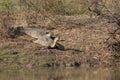 Indian flapshell turtles Lissemys punctata sun basking.