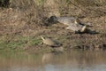 Indian flapshell turtles Lissemys punctata sun basking.