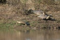 Indian flapshell turtles Lissemys punctata sun basking.