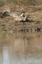 Indian flapshell turtles Lissemys punctata sun basking.