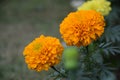 Indian flower Gendu Phula Royalty Free Stock Photo