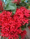 Indian flower Ixora coccinia