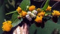 Indian flower with leaves on table.