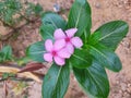 Indian flower of sadabahar image Royalty Free Stock Photo