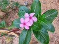 Indian flower of sadabahar image