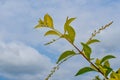 Indian Flower Tree Green Leaves & Branches On Blue Sky Background Royalty Free Stock Photo