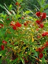 Indian flowers garden Redbird Flowers