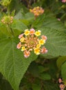 Indian Flowers picture with green