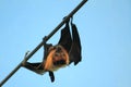 Indian flying fox Royalty Free Stock Photo