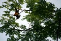 Indian Flying Fox Bat Royalty Free Stock Photo