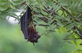 Indian Flying fox bat hanging upside down