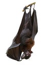Indian flying fox. Bat Royalty Free Stock Photo