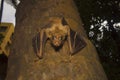 Indian flying fox Bat, Pteropus giganteus. Bhavans college, Andheri west, Mumbai Royalty Free Stock Photo