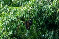 Indian flying fox or greater indian fruit bat close up image hanging from tree with eyes open at ranthambore national park