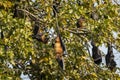 Indian flying fox or greater indian fruit bat or Pteropus giganteus family or group in colony hanging on tree with wingspan at