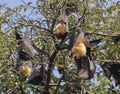 Indian flying fox or Greater Indian Fruit Bats Pteropus medius Closeup