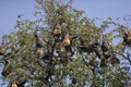 Indian flying fox or Greater Indian Fruit Bats Pteropus medius