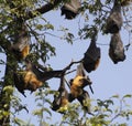 Indian flying fox or Greater Indian Fruit Bats Pteropus medius