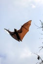 Indian flying fox Pteropus giganteus in sky Royalty Free Stock Photo