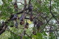 Indian Flying Fox(Pteropus medius) is also known as the Great Indian Fruit Bat.