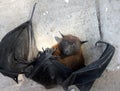 Indian flying fox (Pteropus medius, formerly Pteropus giganteus) died due to electrocution : (pix SShukla)