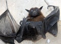 Indian flying fox (Pteropus medius, formerly Pteropus giganteus) died due to electrocution : (pix SShukla)