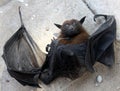 Indian flying fox (Pteropus medius, formerly Pteropus giganteus) died due to electrocution : (pix SShukla)