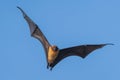 Indian flying fox soaring in the clear blue sky Royalty Free Stock Photo