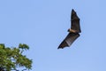 Indian Flying-fox in Tissamaharma, Sri Lanka