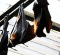 Indian flying foxes (Pteropus medius, formerly Pteropus giganteus) in a zoo : (pix SShukla)