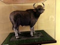 indian forest buffalo preserved in glass showcase at zoology museum