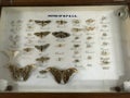 indian forest butterflies in black color kept into glass showcase at zoology museum