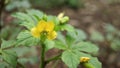 A small unknown light yellow flower i see in forest, extreme macro shot Royalty Free Stock Photo