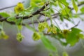 Indian Forest Shrub with Green Leaves and Leaf Like Flowers