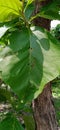 Indian Forest Tree Teak Tectona Grandis Leaf