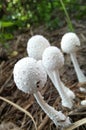 Indian Four good and small mushroom plants