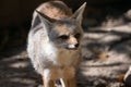 Indian Fox or Bengal Fox Vulpes bengalensis Closeup Shot Royalty Free Stock Photo
