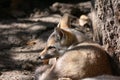 Indian Fox or Bengal fox Vulpes bengalensis resting in partial sunlight and shade Royalty Free Stock Photo