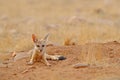 Indian Fox, Vulpes bengalensis, Ranthambore National Park, India. Wild animal in nature habitat. Fox near nest ground hole. Wildli