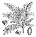 Indian Frankincense or Salai or Boswellia serrata vintage engraving