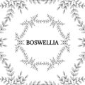 Boswellia in color, LM 16-1