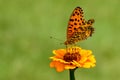 Indian Fritillary butterfly lands on a flower Royalty Free Stock Photo