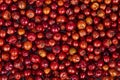 Indian Fruit Red Berry Royalty Free Stock Photo