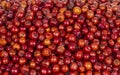 Indian Fruit Red Berry Royalty Free Stock Photo